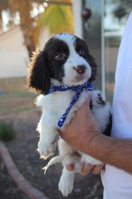 lovable English Springer Spaniel puppies