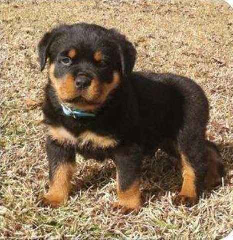 freedoglistings rottweilers