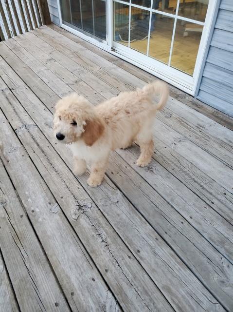 Goldendoodle puppy for sale + 61638