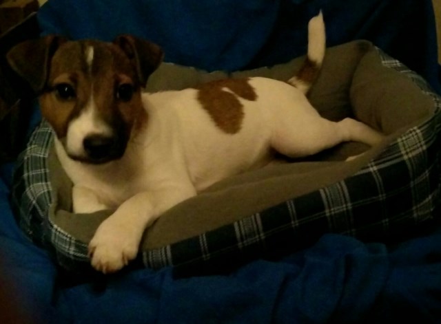 Jack Russell Terrier puppy for sale + 49941