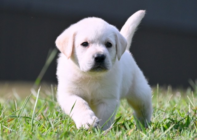 Labrador Retriever puppy for sale + 63914