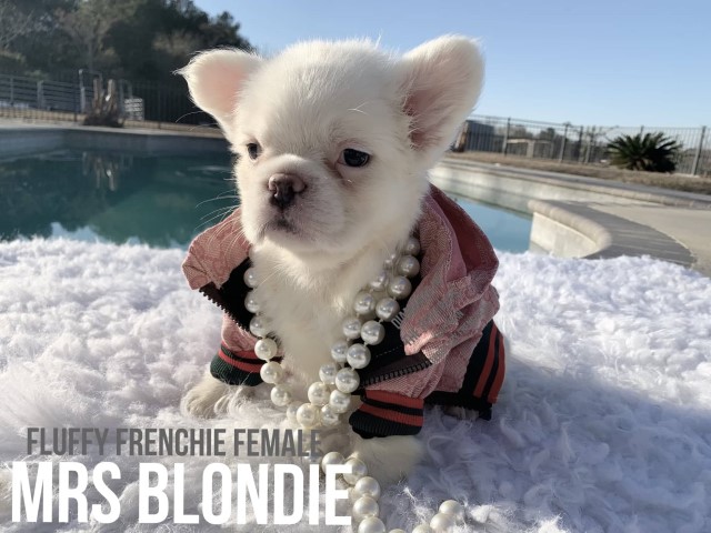 Blondie - Visual Fluffy Cream French Bulldog