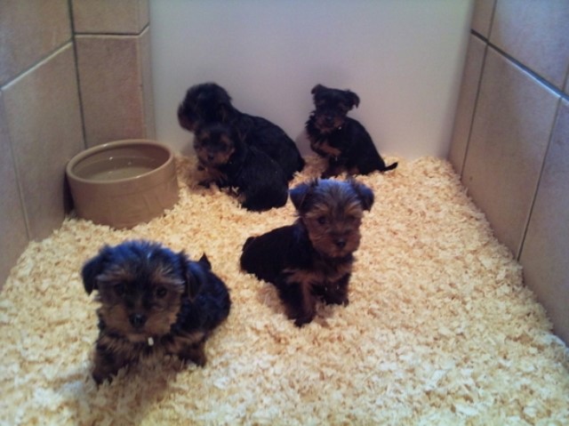Yorkshire Terrier puppy for sale + 63493