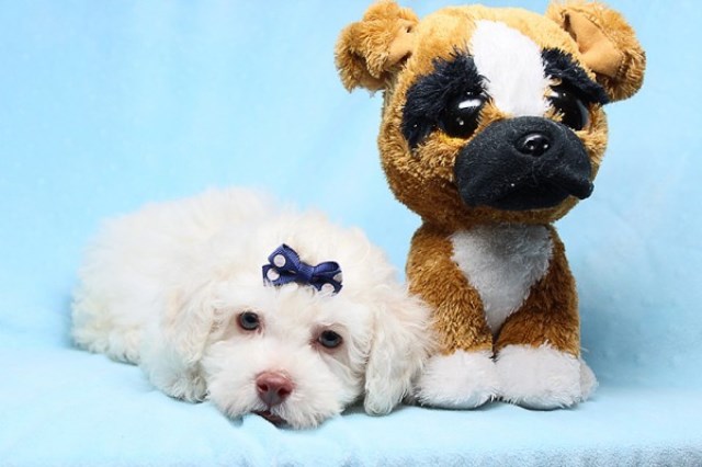 Cute And Adorable Maltipoo Puppies for Sale in Las Vegas! Financing and Shipping Available!