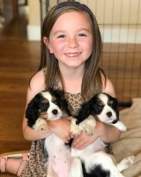 Cavaliers King Charles Spaniel Puppies for Adoption. Cavalier King Charles Spaniel for sale/adoption