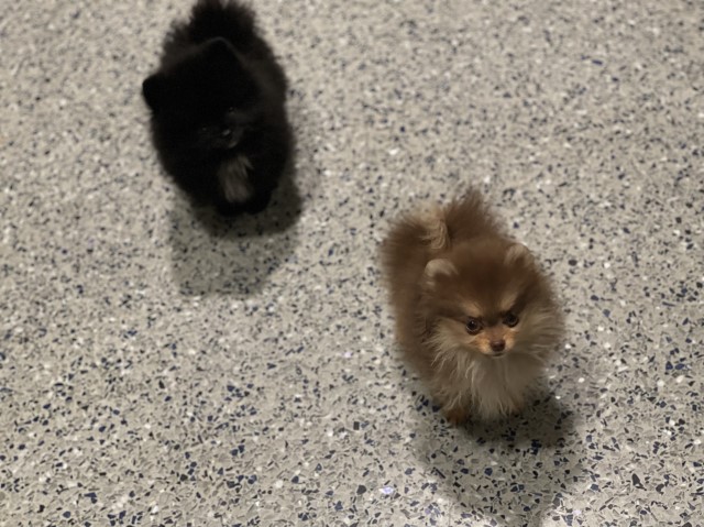 Arizona Pomeranian’s