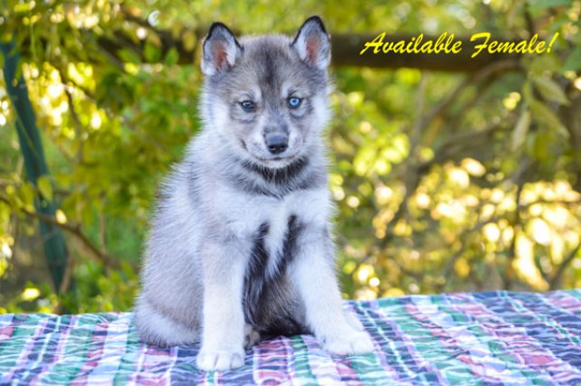 Siberian Husky puppy for sale + 50072