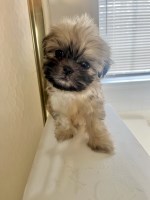 Last Puppy Listed