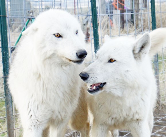 Alaskan Malamute puppy for sale + 52365