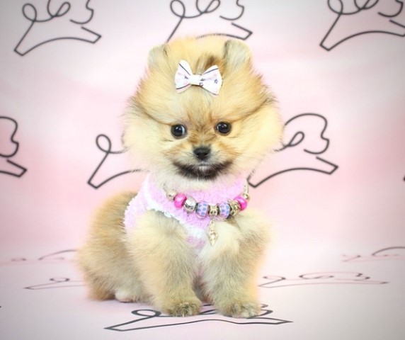 Pomeranian puppy for sale + 61258