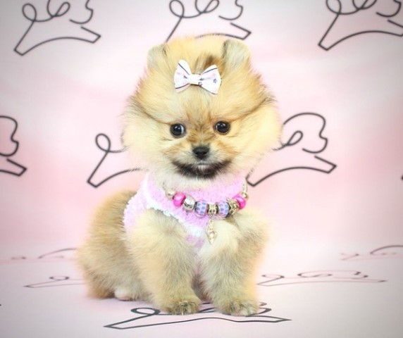 Pomeranian puppy for sale + 61258