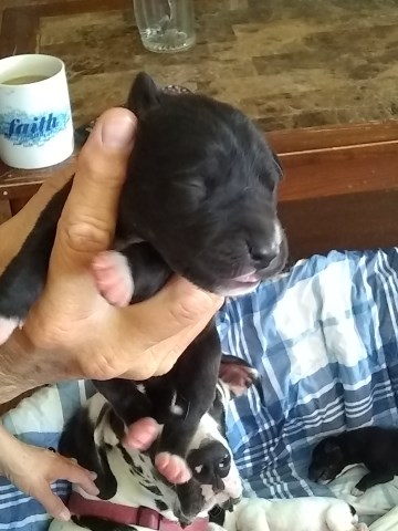 Great Dane puppy for sale + 58077