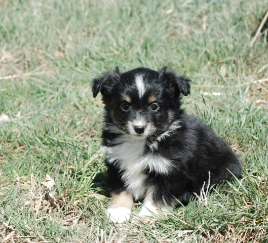 Adorable Toy Australian Shepherd Puppies!