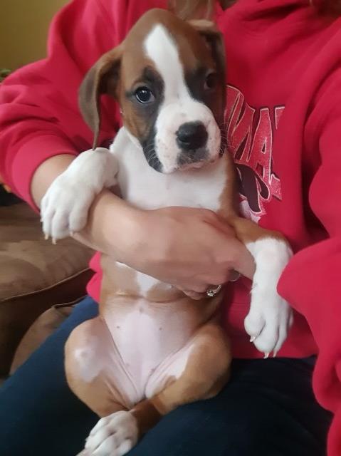 Akc champion Line Health screened Boxer Puppies