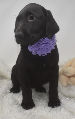 Labrador Retriever puppy for sale + 60447
