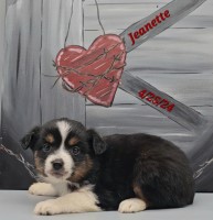 Jeanette; 100% MAS, AKC Miniature Australian Shepherd for sale/adoption