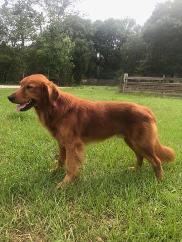 Golden Retriever puppy for sale + 60929