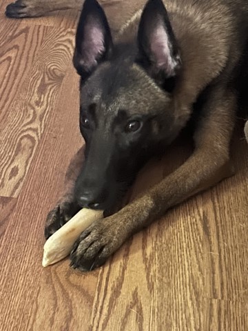 Malinois puppy for sale + 66035