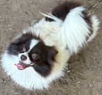ACA Pomeranian female Pomeranian for sale/adoption