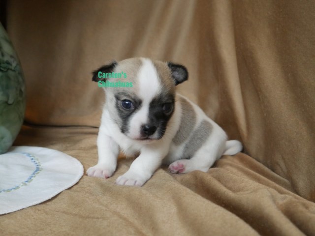 Chihuahua puppy for sale + 61981