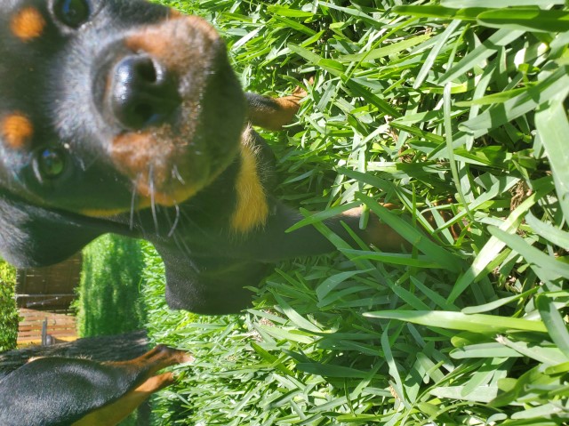 Rottie Pups - READY NOW!