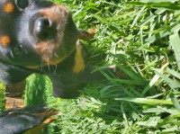 Rottie Pups - READY NOW! Rottweiler for sale/adoption