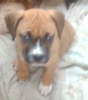 Pitbull puppies American Pit Bull Terrier for sale/adoption