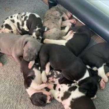 Great Dane Puppies for Adoption