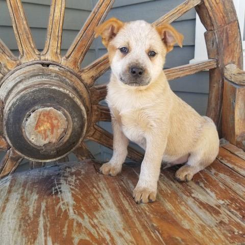 Red Male Heeler pup