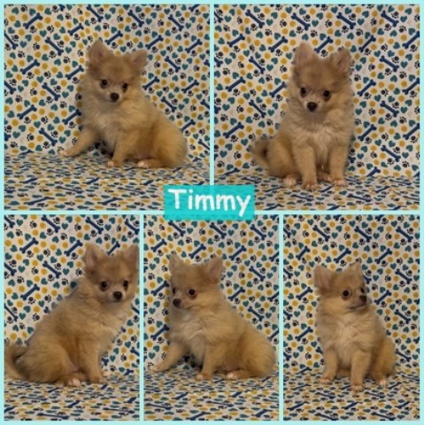 Pomeranian-Timmy-Male