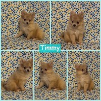 Last Puppy Listed