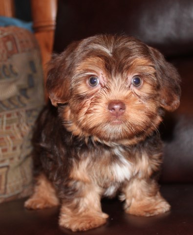 Yorkshire Terrier puppy for sale + 54750