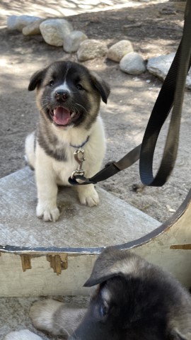 Akita puppy for sale + 63523
