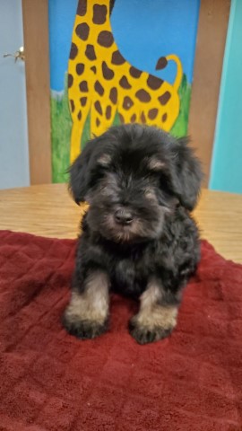 Mini Schnauzers