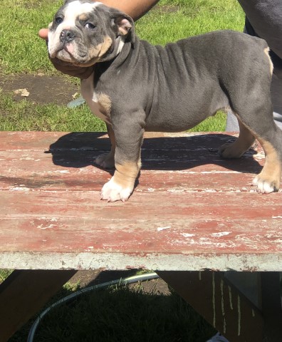 14 week, Olde English bulldog