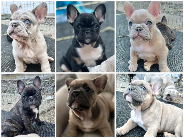 French Bulldog puppy for sale + 64984