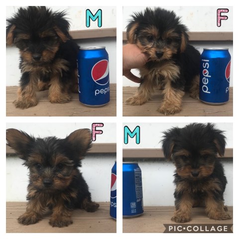 Micro teacup yorkies
