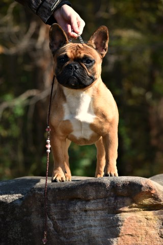French Bulldog puppy dog for sale in memphis, Tennessee