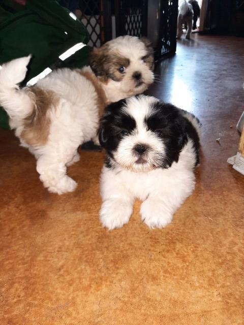 Shih Tzu puppies