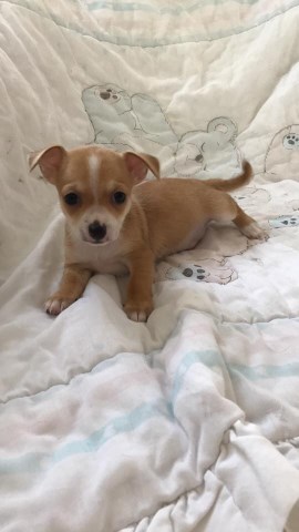 55+ Yorkie Chihuahua Mix Puppies