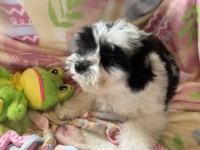 Yorkipoo thumbnail