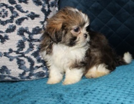 Shih Tzu puppy for sale + 61785
