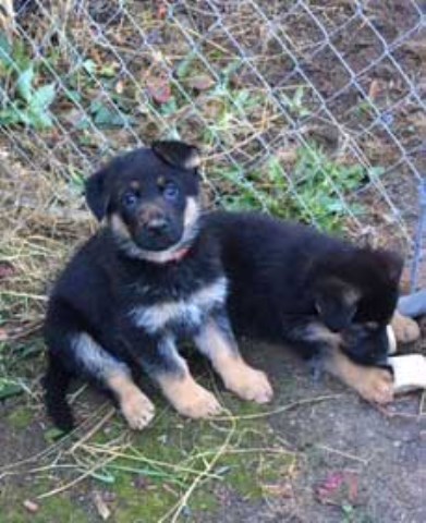 AKC GERMAN SHEPHERD PUPPY, EXCELLENT FAMILY PET and PROTECTION