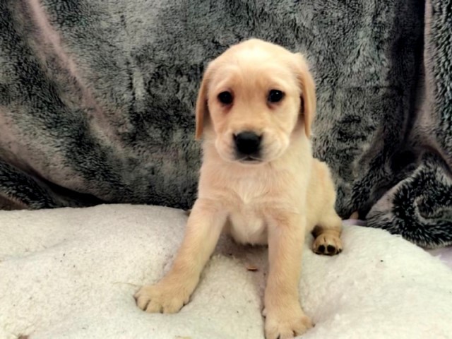 Beautiful family raised 8 weeks gold color Labrador retriever puppy