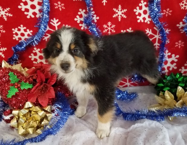 Miniature Australian Shepherd puppy for sale + 54363