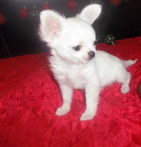 Apple Head  Male Chihuahua In AZ