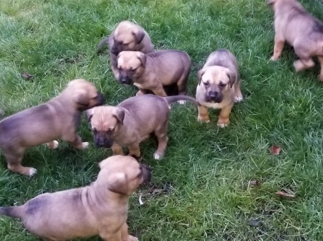 Mastiff/German Shepherd Puppies