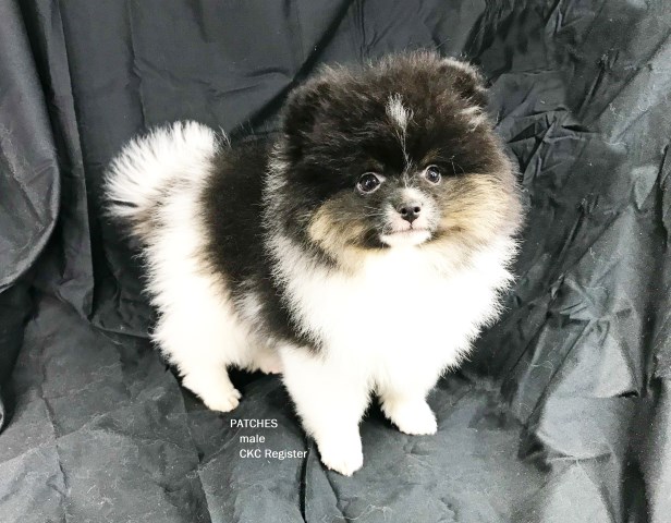 CKC Pomeranian PATCHES