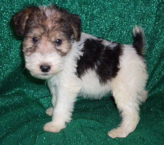 Wire Fox Terrier puppy for sale + 59273