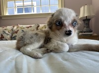 Adorable Toy Aussie Shepard Puppies Anatolian Shepherd Dog for sale/adoption